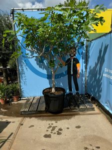 Feigenbaum - Ficus carica - 220 cm - 30 Jahre alt