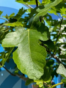 Feigenbaum - Ficus carica - 220 cm - 30 Jahre alt