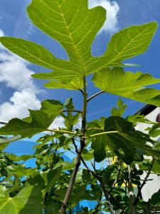 Feigenbaum - Ficus carica - 220 cm - 30 Jahre alt