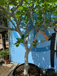 Feigenbaum - Ficus carica - 220 cm - 30 Jahre alt