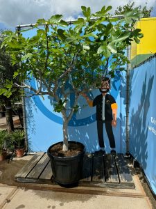 Feigenbaum - Ficus carica - 220 cm - 30 Jahre alt