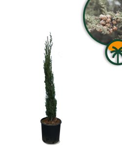 Italienische Zypresse Totem - 120 cm