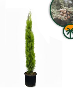 Italienische Zypresse Totem - Cupressus sempervirens - 130-150 cm