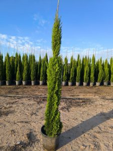Italienische Zypresse Totem - Cupressus sempervirens - 130-150 cm