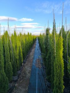 Italienische Zypresse Totem - Cupressus sempervirens - 130-150 cm