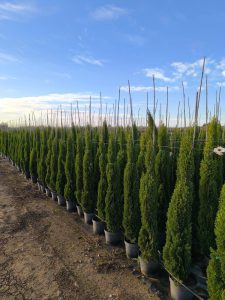 Italienische Zypresse Totem - Cupressus sempervirens - 130-150 cm