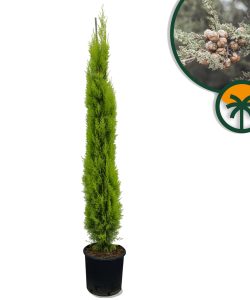 Italienische Zypresse Totem - 150-170 cm