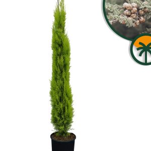 Italienische Zypresse „Totem“ – Höhe 150–170 cm – immergrün
