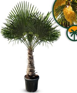 Palme - Trachycarpus fortunei - 60-80 cm Stammhöhe