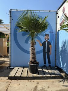 Palme - Trachycarpus fortunei - 60-80 cm Stammhöhe