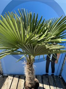 Palme - Trachycarpus fortunei - 60-80 cm Stammhöhe
