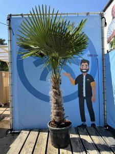 Palme - Trachycarpus fortunei - 60-80 cm Stammhöhe