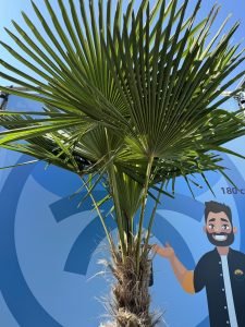 Palme - Trachycarpus fortunei - 60-80 cm Stammhöhe