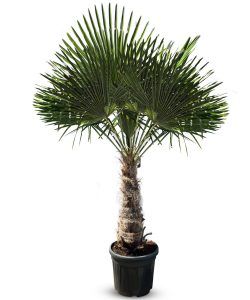 Palme - Trachycarpus fortunei - 60-80 cm Stammhöhe