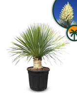 Palme - Yucca Rostrata 20-30 cm Stammhöhe