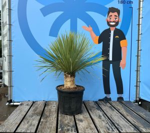 Palme - Yucca rostrata - 20-30 cm Stammhöhe