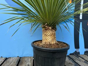 Palme - Yucca rostrata - 20-30 cm Stammhöhe