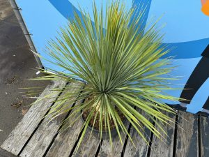 Palme - Yucca rostrata - 20-30 cm Stammhöhe