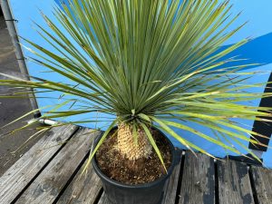 Palme - Yucca rostrata - 20-30 cm Stammhöhe