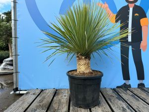 Palme - Yucca rostrata - 20-30 cm Stammhöhe