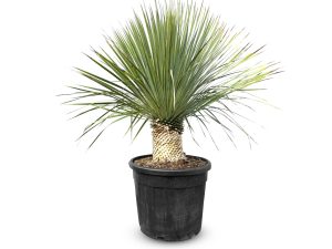 Palme - Yucca rostrata - 20-30 cm Stammhöhe