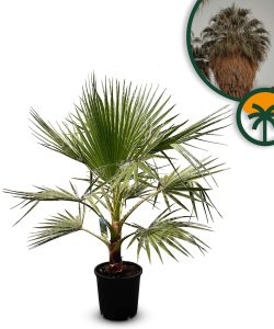 Palme - Washingtonia robusta - 140 cm