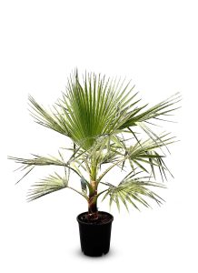 Palme - Washingtonia robusta - 140 cm