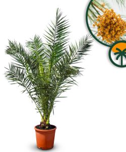 Palme - Phoenix canariensis - 160 cm