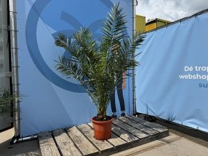 Palme - Phoenix canariensis - 160 cm