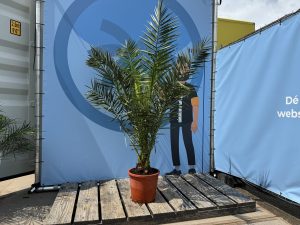 Palme - Phoenix canariensis - 160 cm