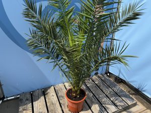 Palme - Phoenix canariensis - 160 cm