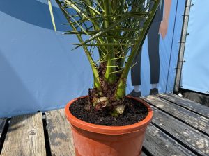 Palme - Phoenix canariensis - 160 cm