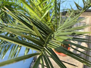 Palme - Phoenix canariensis - 160 cm