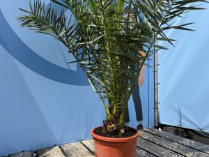 Palme - Phoenix canariensis - 160 cm