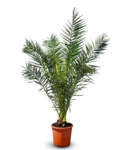 Palme - Phoenix canariensis - 160 cm