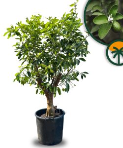 Limettenbaum XL - Citrus latifolia - 200 cm