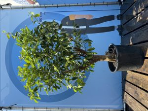 Limettenbaum XL - Citrus latifolia - 200 cm