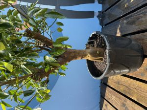 Limettenbaum XL - Citrus latifolia - 200 cm