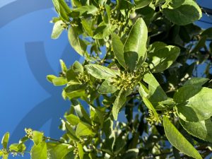 Limettenbaum XL - Citrus latifolia - 200 cm