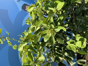 Limettenbaum XL - Citrus latifolia - 200 cm