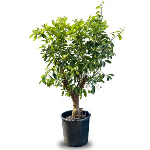 Limettenbaum XL - Citrus latifolia - 200 cm