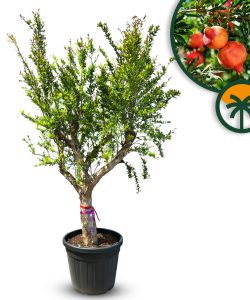 Granatapfelbaum XXL - Punica granatum - 220-240 cm