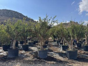 Granatapfelbaum XXL - Punica granatum - 220-240 cm
