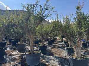Granatapfelbaum XXL - Punica granatum - 220-240 cm