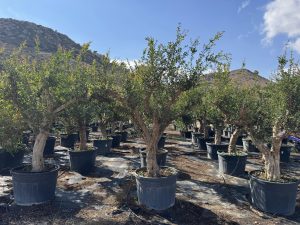 Granatapfelbaum XXL - Punica granatum - 220-240 cm