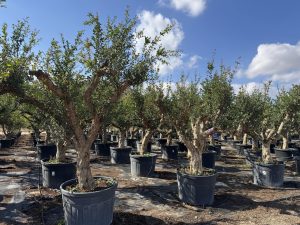 Granatapfelbaum XXL - Punica granatum - 220-240 cm