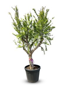 Granatapfelbaum XXL - Punica granatum - 220-240 cm
