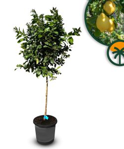 Zitronenbaum - Citrus limon - 160 cm