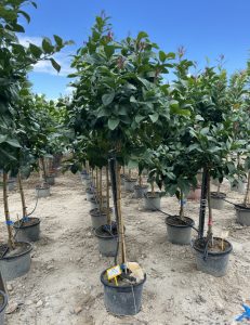 Zitronenbaum - Citrus limon - 160 cm