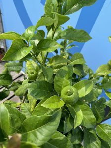 Zitronenbaum - Citrus limon - 160 cm